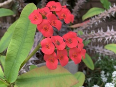 Euphorbia milii