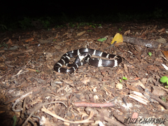 Tropidodipsas fasciata