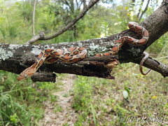 Pseudelaphe flavirufa