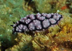 Phyllidiella pustulosa