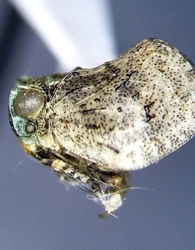 Kathleenum sepulcrale sepulcrale