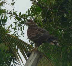 Rostrhamus sociabilis