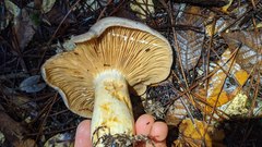 Lactarius argillaceifolius megacarpus