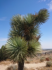 Yucca brevifolia