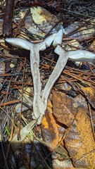 Lactarius pseudomucidus