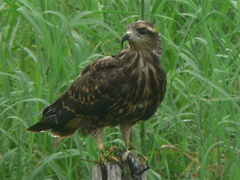 Rostrhamus sociabilis