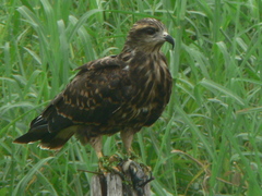 Rostrhamus sociabilis