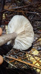 Lactarius pseudomucidus