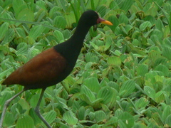 Jacana jacana