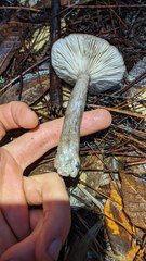 Lactarius pseudomucidus