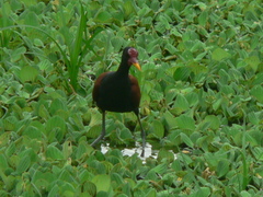 Jacana jacana