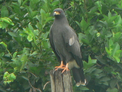 Rostrhamus sociabilis