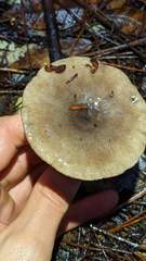 Lactarius pseudomucidus