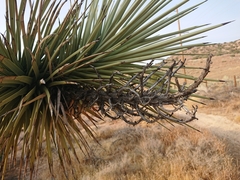 Yucca brevifolia