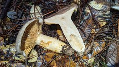 Lactarius argillaceifolius megacarpus