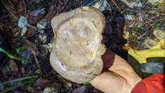 Lactarius argillaceifolius megacarpus