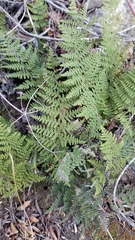 Myriopteris clevelandii