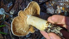Lactarius argillaceifolius megacarpus