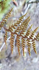 Myriopteris clevelandii
