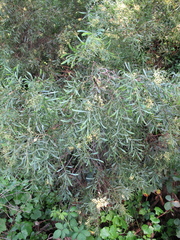Acacia retinodes