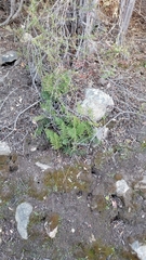 Myriopteris clevelandii