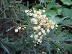 Acacia retinodes