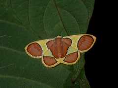 Plutodes cyclaria