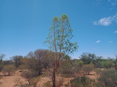Codonocarpus cotinifolius