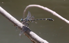 Austroepigomphus praeruptus