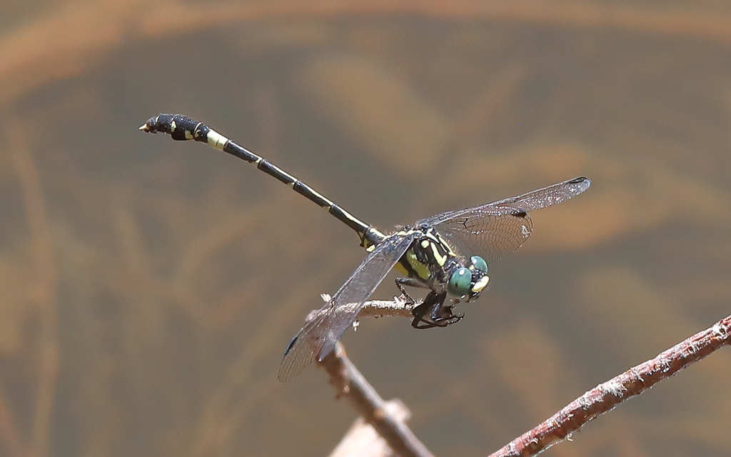 Twinspot Hunter