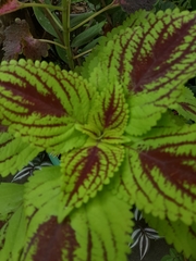 Coleus scutellarioides