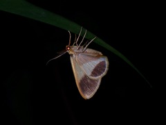 Plutodes cyclaria