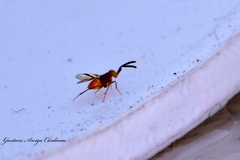 Tetracneminae