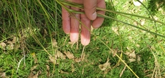 Carex longebrachiata