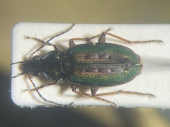 Agonum octopunctatum
