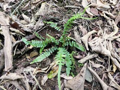 Blechnum zeelandicum