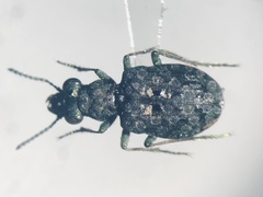 Elaphrus californicus