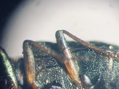 Elaphrus californicus