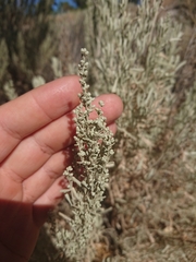 Artemisia tridentata