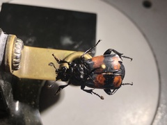 Nicrophorus hebes