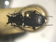 Pterostichus punctatissimus