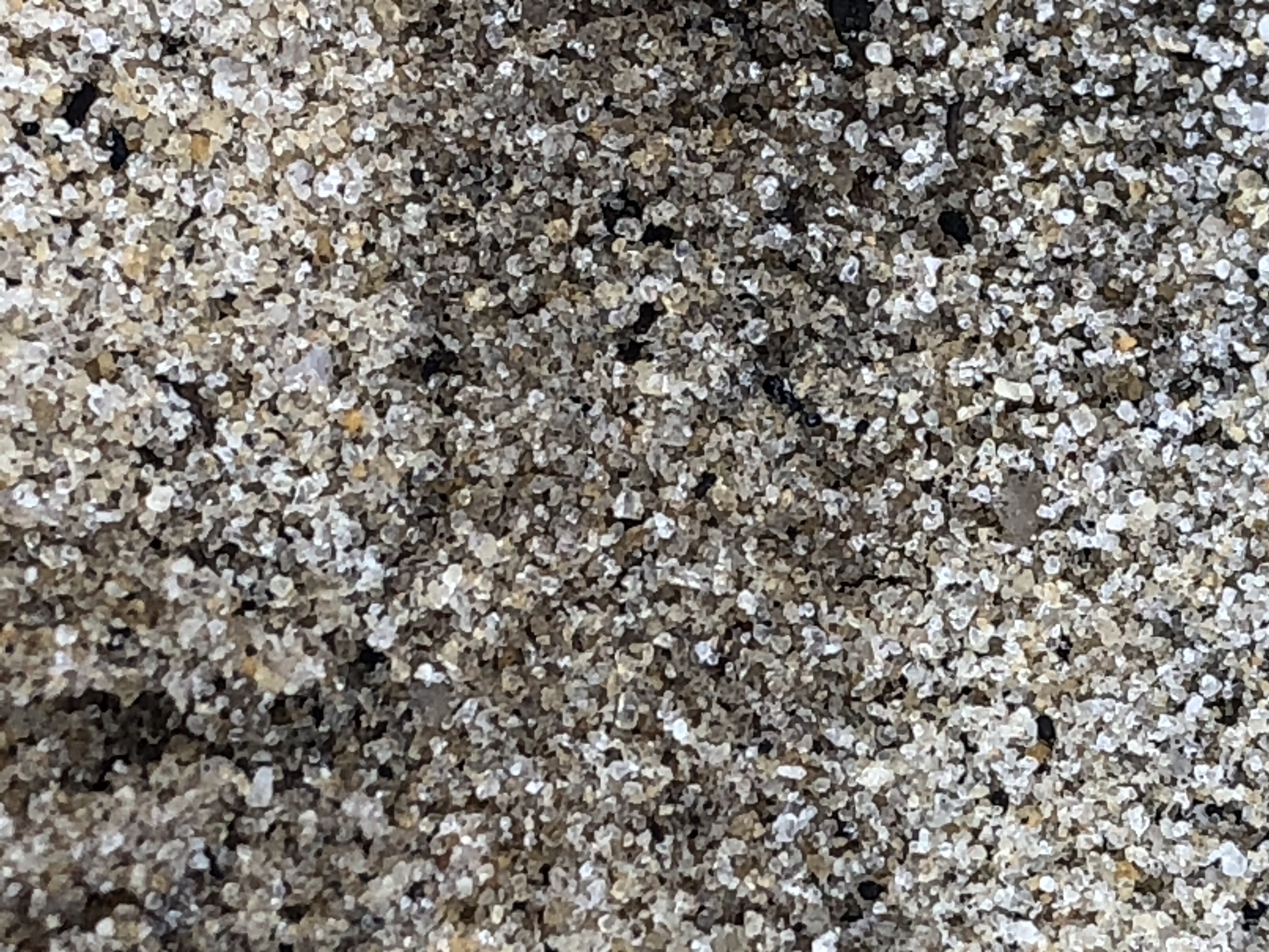 Pheidole adrianoi