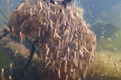 Lithobates palustris