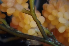 Eudendrium californicum