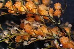 Eudendrium californicum