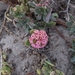 Red × Yellow Sand Verbena Hybrid - Photo (c) Thomas Everest, some rights reserved (CC BY-NC), uploaded by Thomas Everest
