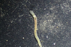 Paradialychone ecaudata