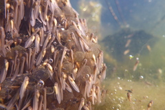 Lithobates palustris