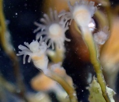 Eudendrium californicum
