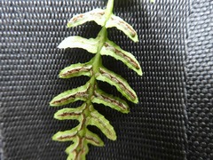 Blechnum zeelandicum